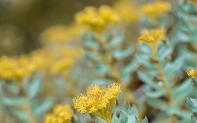 Rhodiola rosea, une plante de l’adaptation